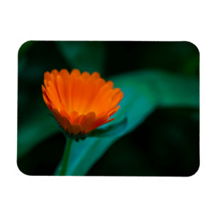 Orange daisy flower magnet
