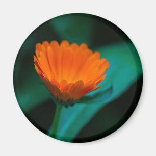 Orange daisy flower magnet