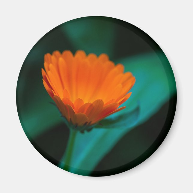 Orange daisy flower magnet (Front)
