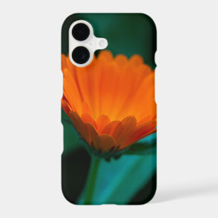 Orange Daisy Flower Photograph