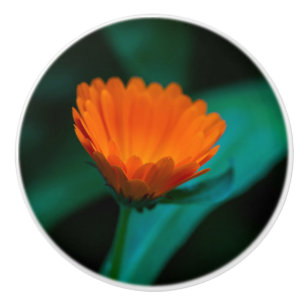 Orange Daisy Flower Photograph Ceramic Knob