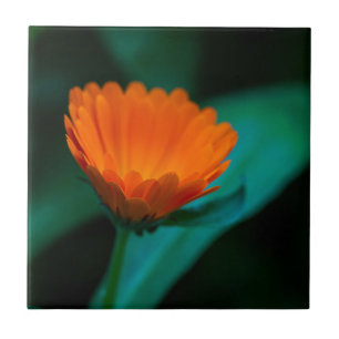 Orange Daisy Flower Photograph Ceramic Tile