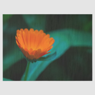 Orange Daisy Flower Photograph Tissue Paper