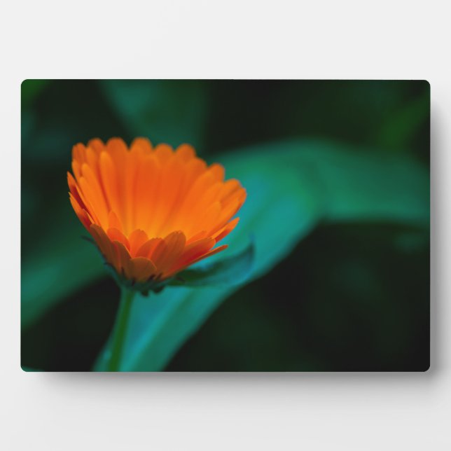 Orange daisy flower plaque (Front)