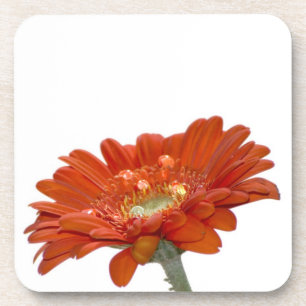Orange Daisy Gerbera Flower Coaster
