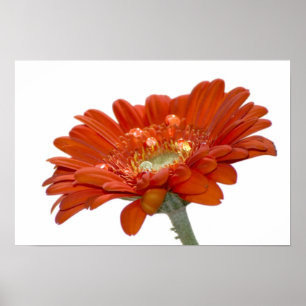 Orange Daisy Gerbera Flower Poster