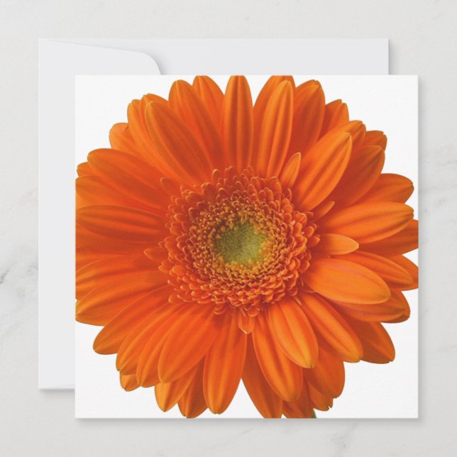Orange Daisy Invitations (Front)