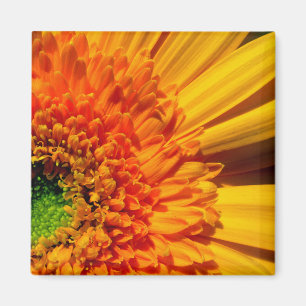 Orange Daisy Magnet
