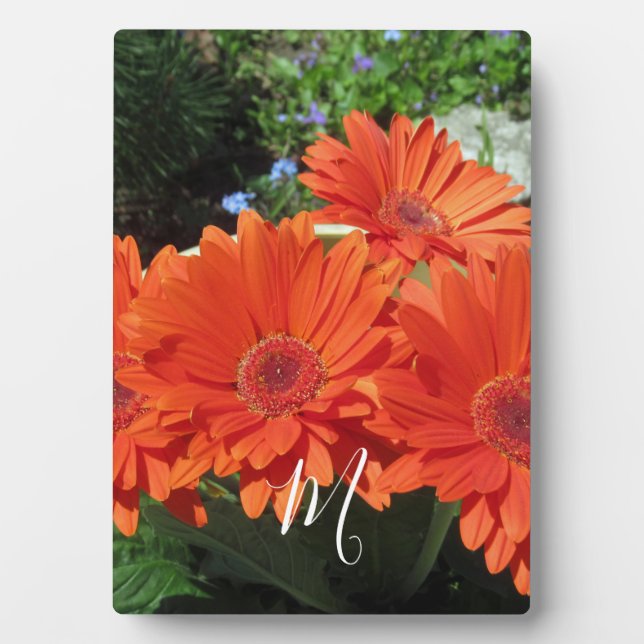 Orange Daisy Photo Monogram Plaque (Front)