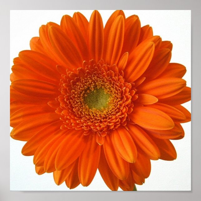 Orange Daisy Poster Print (Front)