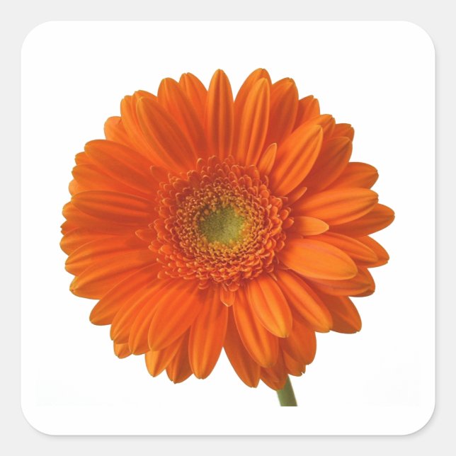 Orange Daisy Stickers (Front)