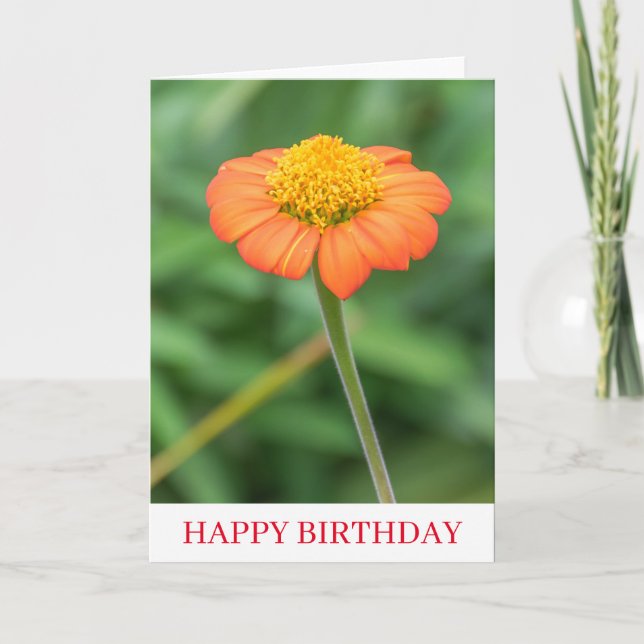 Orange daisy up close birthday card (Front)