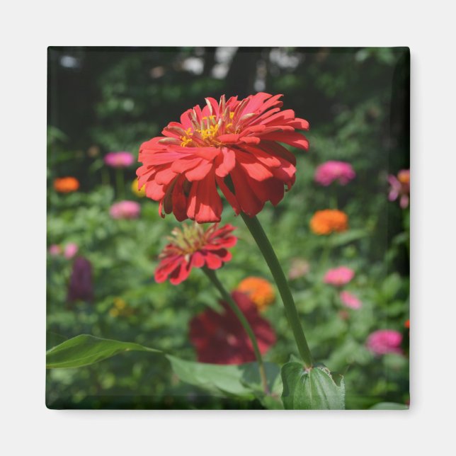 Orange daisy, zinnia, cosmo, sunflower garden magnet (Front)