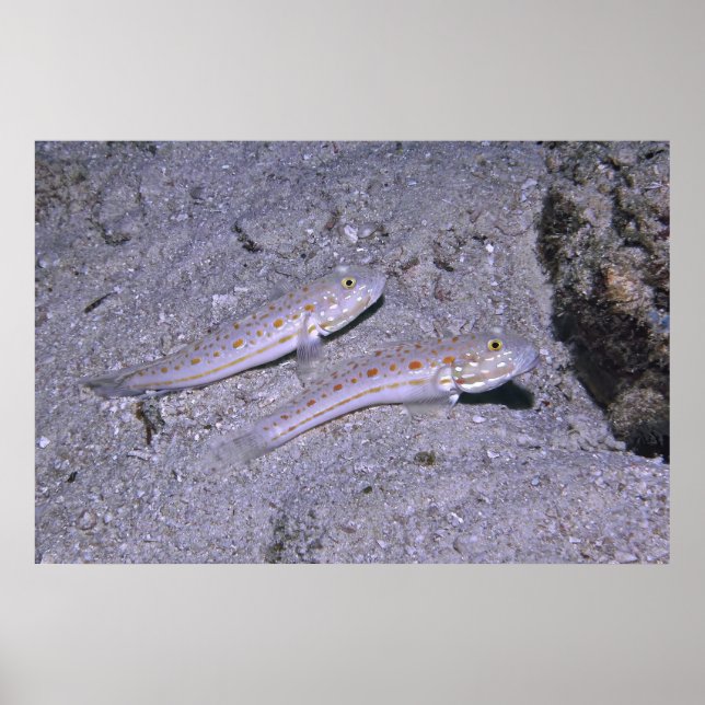 Orange Dash Goby Pair Poster (Front)