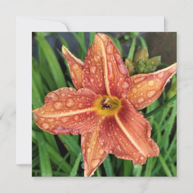 Orange Day Lily Greetings Card (Front)