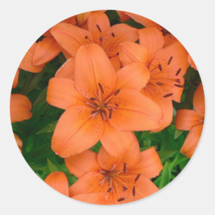 Orange daylilies classic round sticker