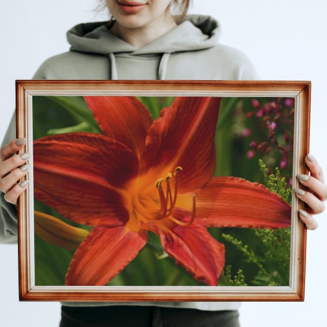 Orange Daylily Bloom Floral Poster (In Situ)