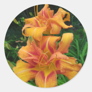 Orange Daylily Blooms Classic Round Sticker