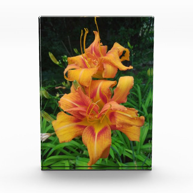Orange Daylily Blooms Photo Block (Front)