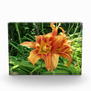 Orange Daylily Flowers Horizontal Photo Block