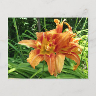 Orange Daylily Flowers Horizontal Postcard