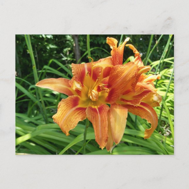 Orange Daylily Flowers Horizontal Postcard (Front)
