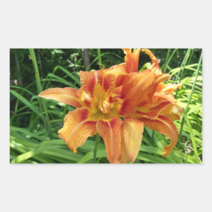 Orange Daylily Flowers Horizontal Rectangular Sticker