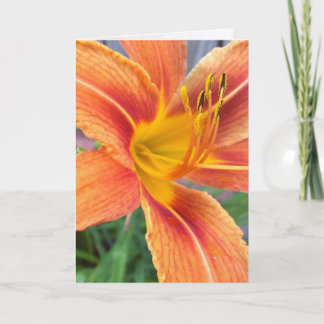 Orange Daylily Greeting Card