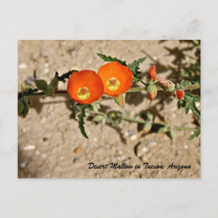 Orange Desert Mallow in Tucson, Arizona Postcard