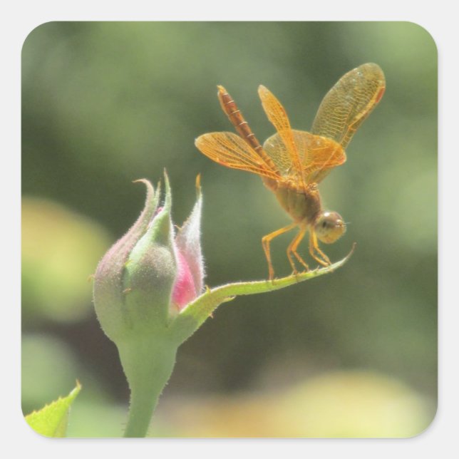 Orange Dragonfly on Pink Rosebud Square Sticker (Front)