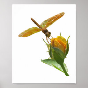 Orange Dragonfly on Yellow Rosebud Poster