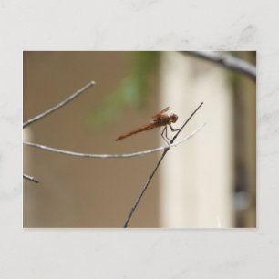 Orange Dragonfly Postcard