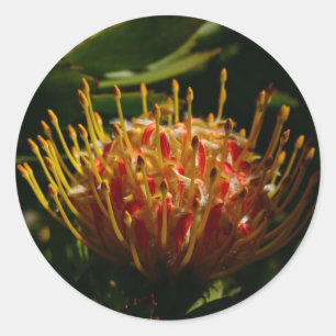 ORANGE EXOTIC CACTUS FLOWER CLASSIC ROUND STICKER