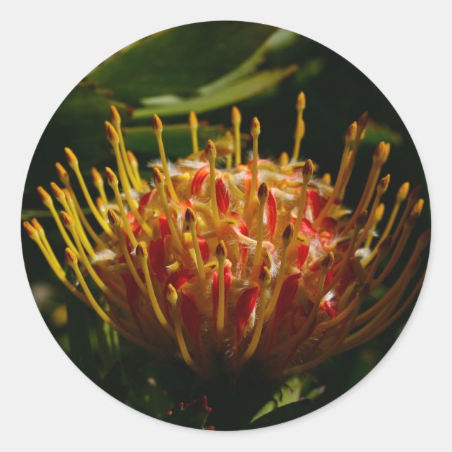 ORANGE EXOTIC CACTUS FLOWER CLASSIC ROUND STICKER (Front)