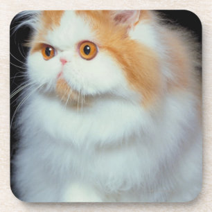 Orange Eyed and Cute Cat Coaster