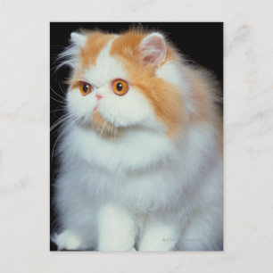 Orange Eyed and Cute Cat Postcard
