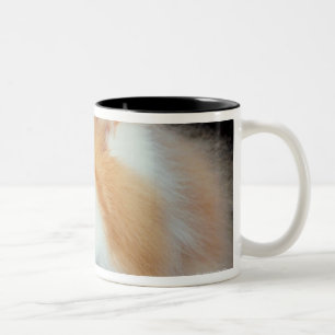 Orange Eyed and Cute Cat Two-Tone Coffee Mug