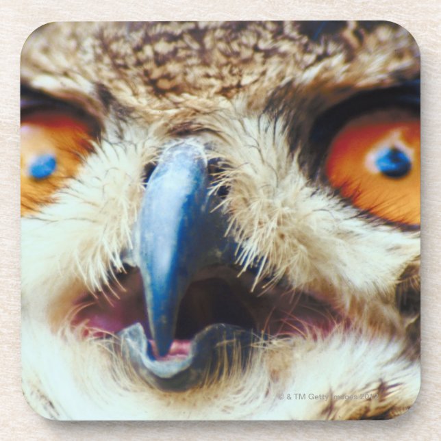 Orange Eyed Owl Coaster (Front)