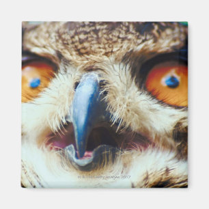 Orange Eyed Owl Magnet