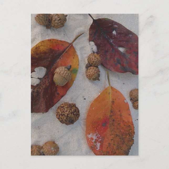 Orange fall leaves and acorns postcard (Front)