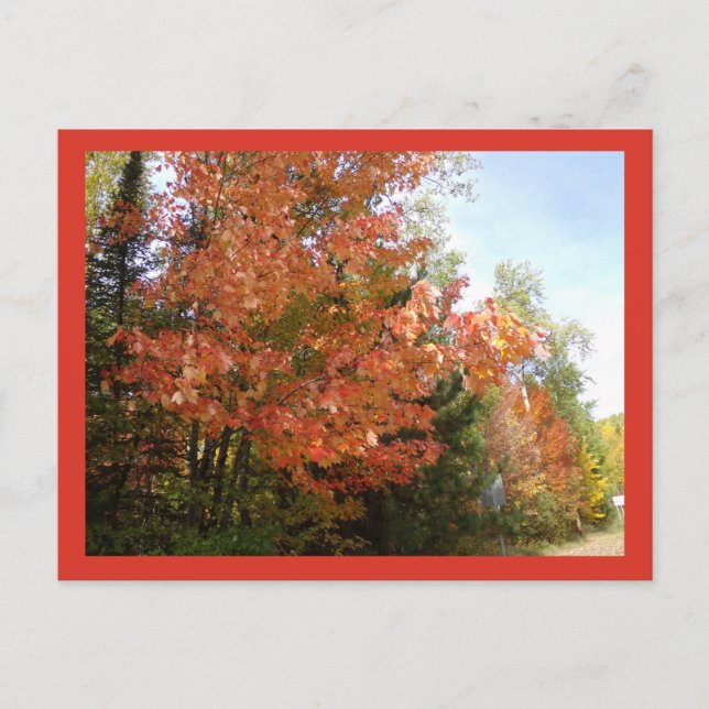 Orange Fall Splendour in MN Postcard (Front)