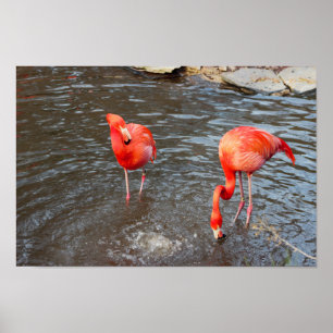Orange Flamingos Photo Poster