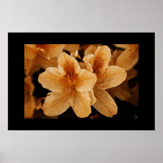 Orange Flower 2: Black Border Poster
