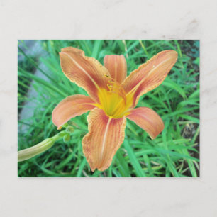Orange Flower 2 Postcard