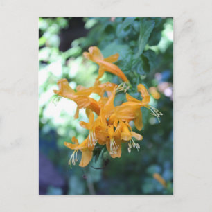 Orange Flower # 5 Postcard