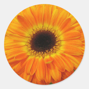 Orange Flower Classic Round Sticker