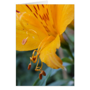 Orange Flower Closeup Card
