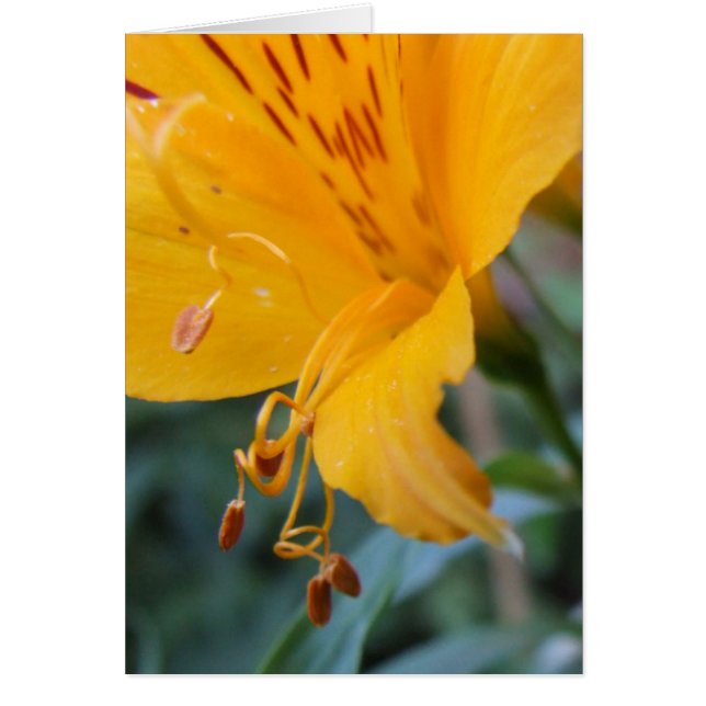 Orange Flower Closeup Card (Front)