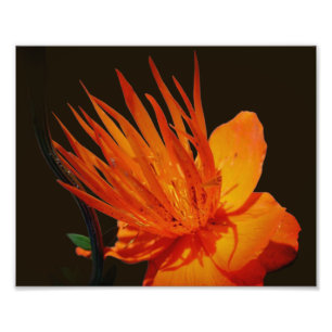 Orange Flower In Sunshine Floral 8x10 Photo Print