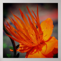 Orange Flower In Sunshine Floral